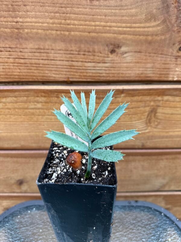 Encephalartos lehmannii - Karoo Cycad - seedling