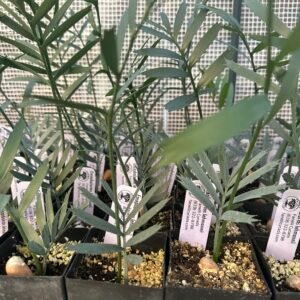 Encephalartos lehmannii - Karoo Cycad - Seedling