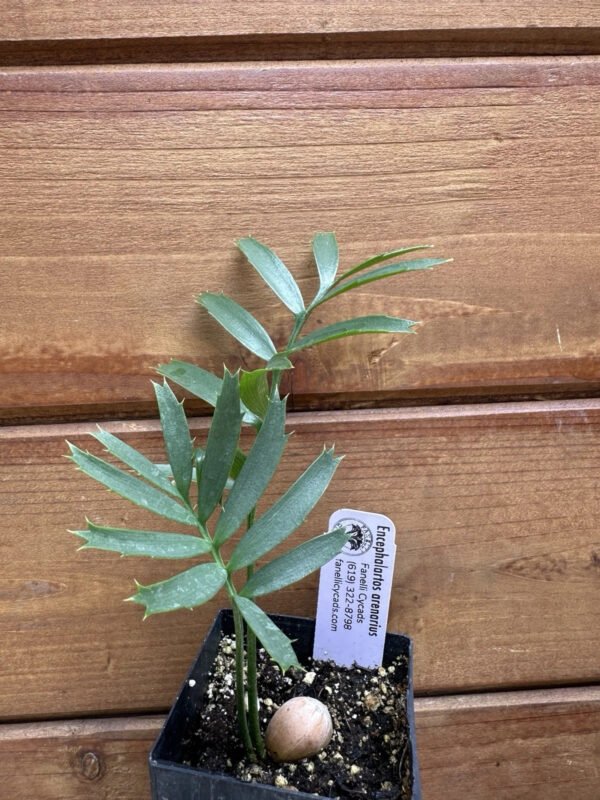 Encephalartos arenarius - Alexandria Cycad - Seedling - Image 4