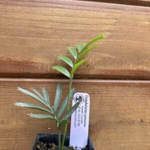 Encephalartos arenarius - Alexandria Cycad - Seedling