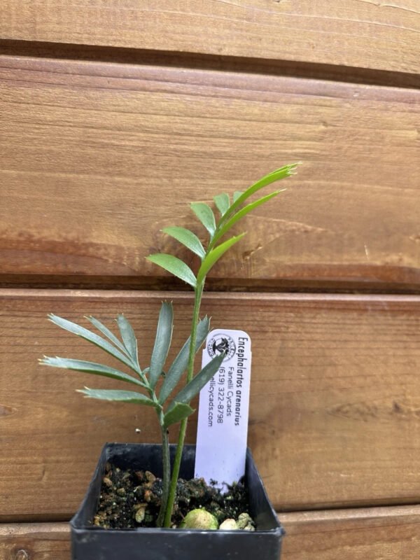 Encephalartos arenarius - Alexandria Cycad - Seedling