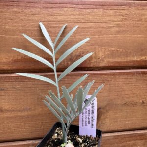 Encephalartos lehmannii - Karoo Cycad - Seedling