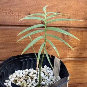 Encephalartos inopinus - Lydenburg Cycad