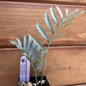 Encephalartos - arenarius x horridus 1-2 Leaf Cycad Seedling