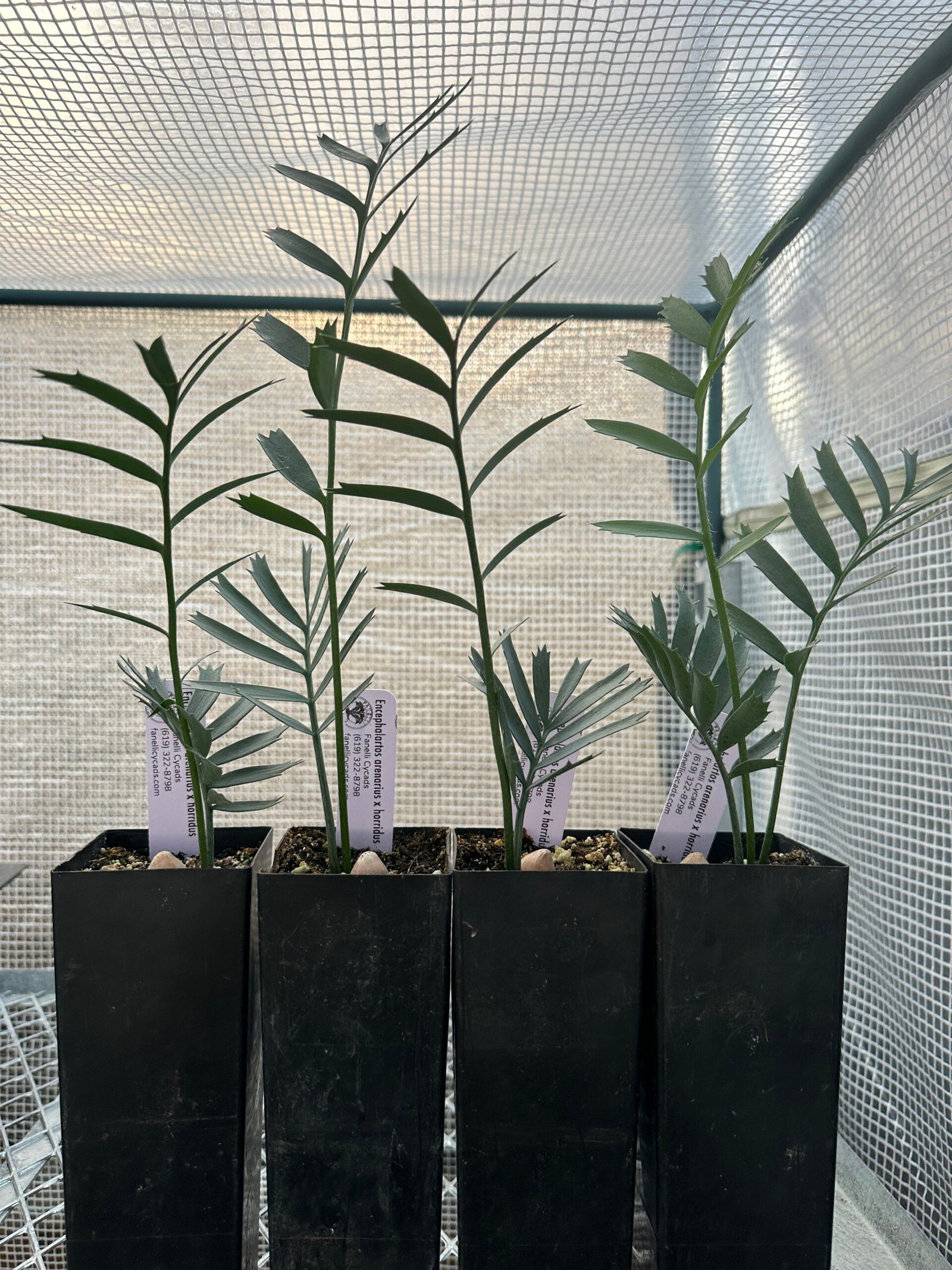 Encephalartos - arenarius x horridus - Cycad Seedling - Image 4