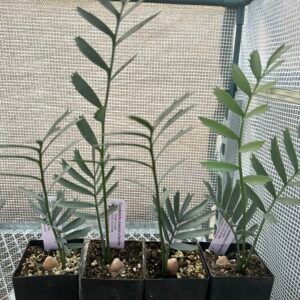 Encephalartos - arenarius x horridus - Cycad Seedling