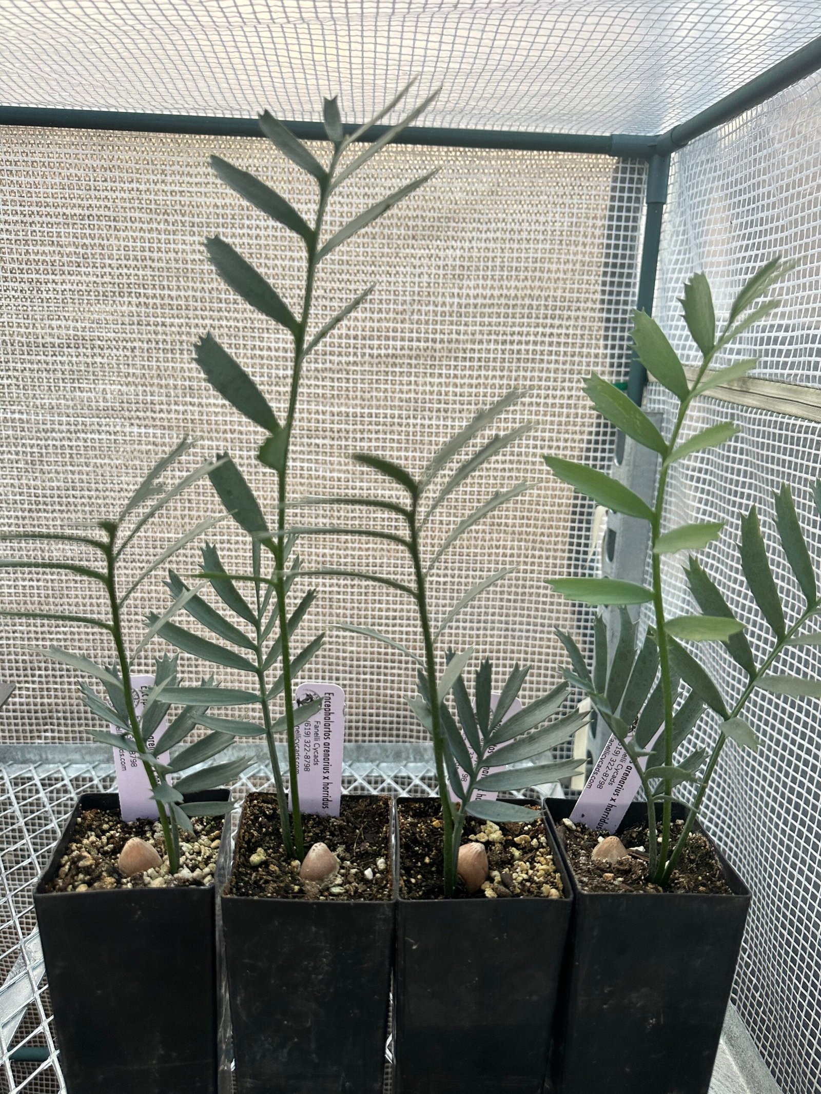 Encephalartos - arenarius x horridus - Cycad Seedling