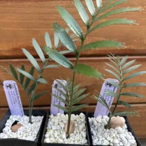Encephalartos - blue longifolius x horridus - seedling