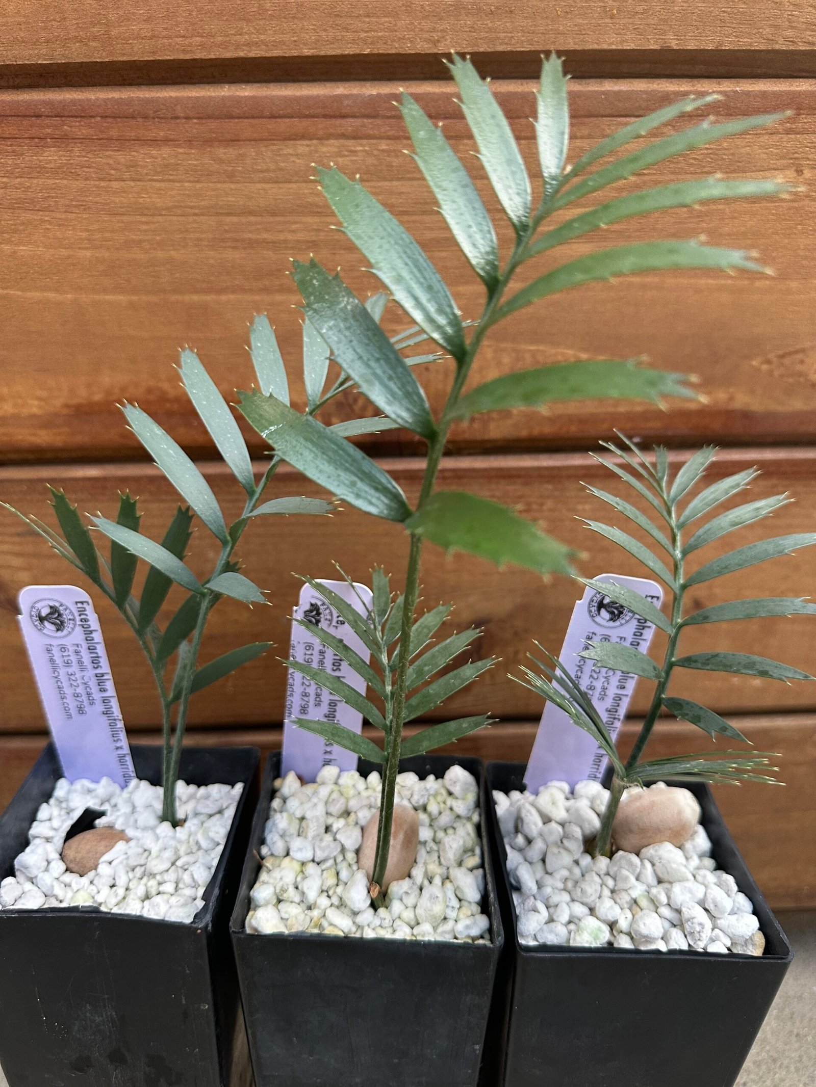 Encephalartos - blue longifolius x horridus - seedling