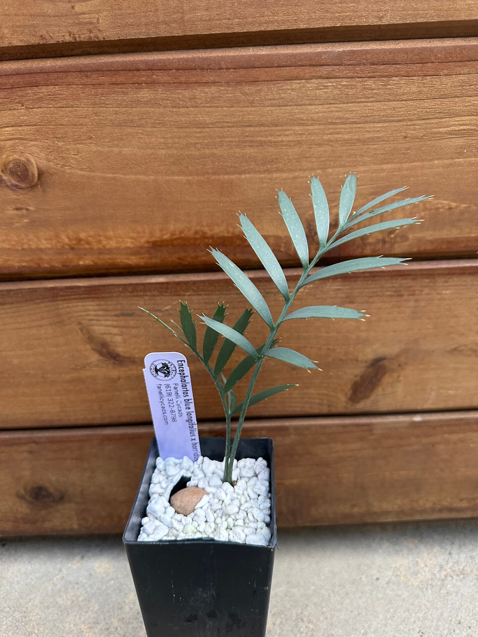 Encephalartos - blue longifolius x horridus - seedling - Image 4