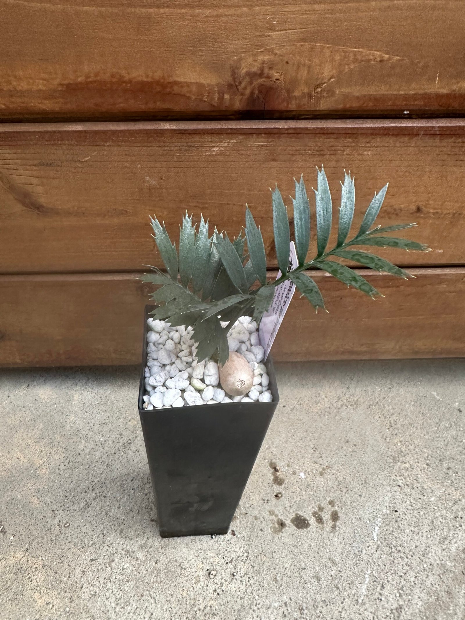 Encephalartos - blue longifolius x horridus - seedling - Image 3