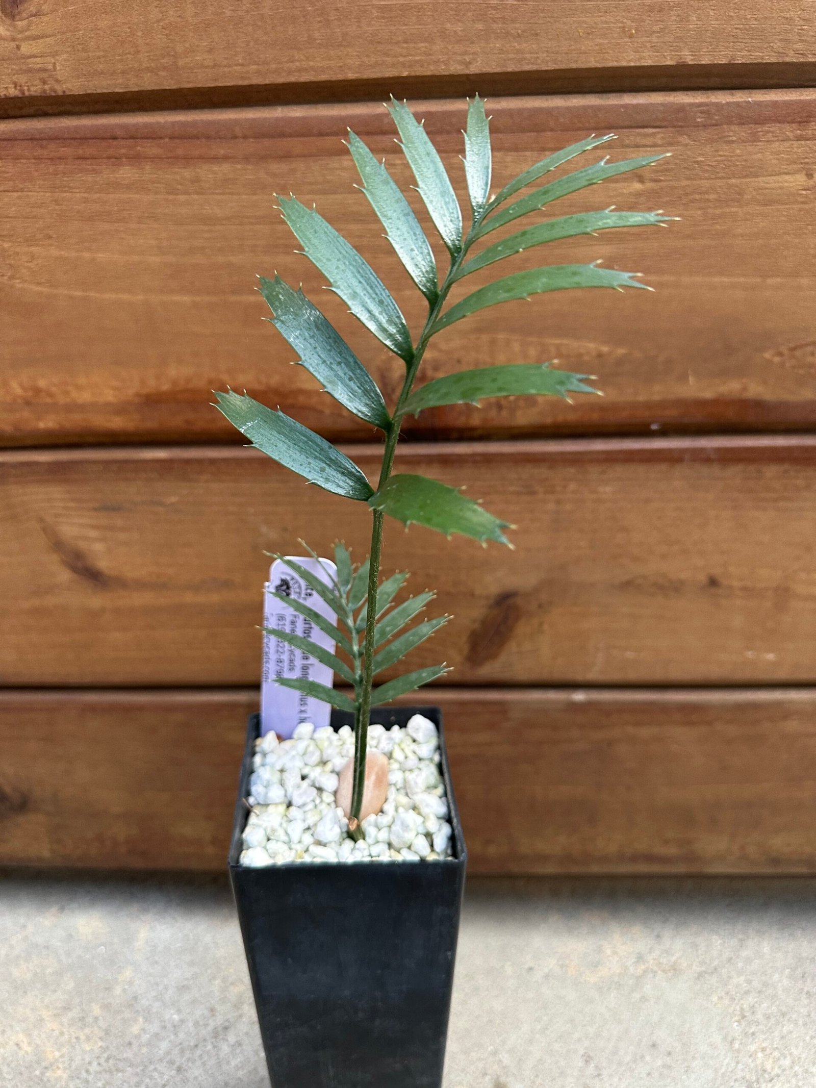 Encephalartos - blue longifolius x horridus - seedling - Image 2