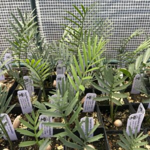 Variety Pack of 10 - Encephalartos Cycad Seedlings