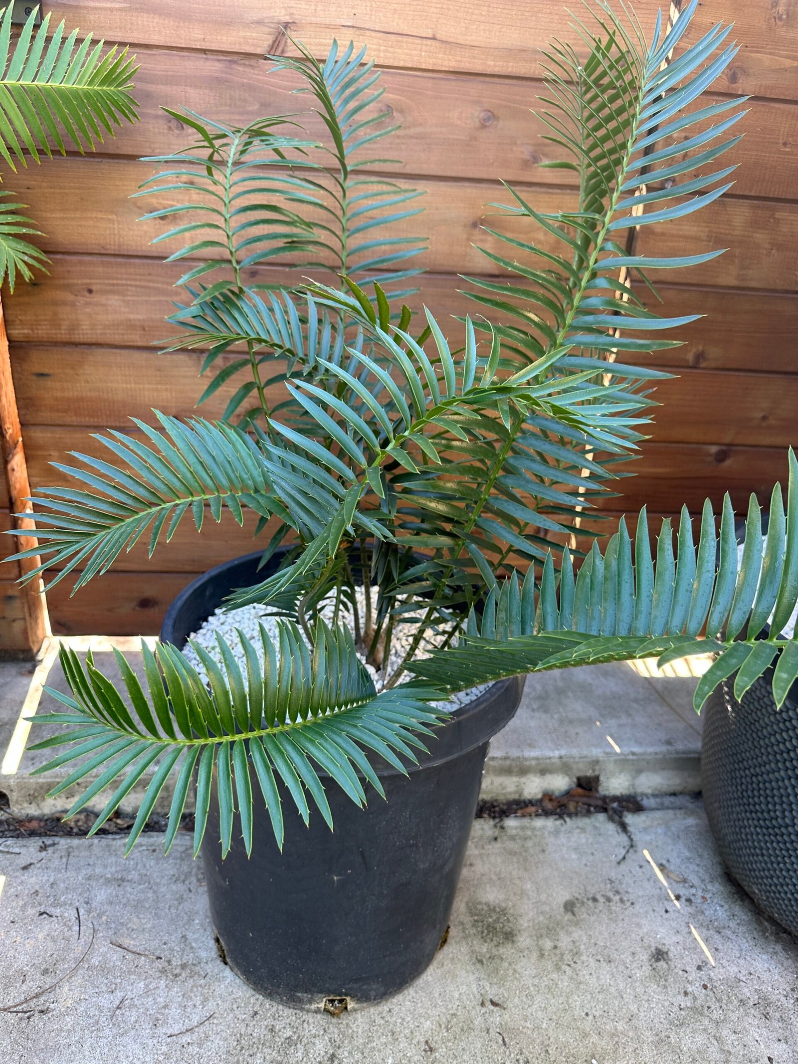 Encephalartos natalensis - Natal Giant Cycad - multiple caudex - Image 2