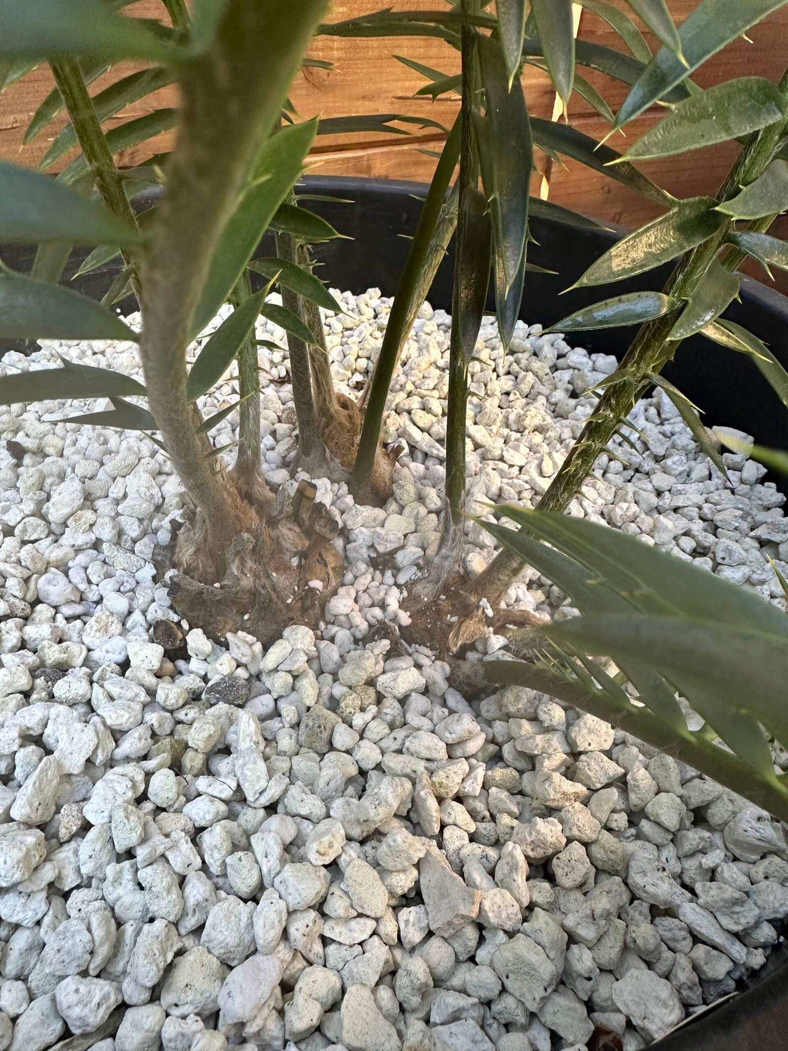 Encephalartos natalensis - Natal Giant Cycad - multiple caudex - Image 3