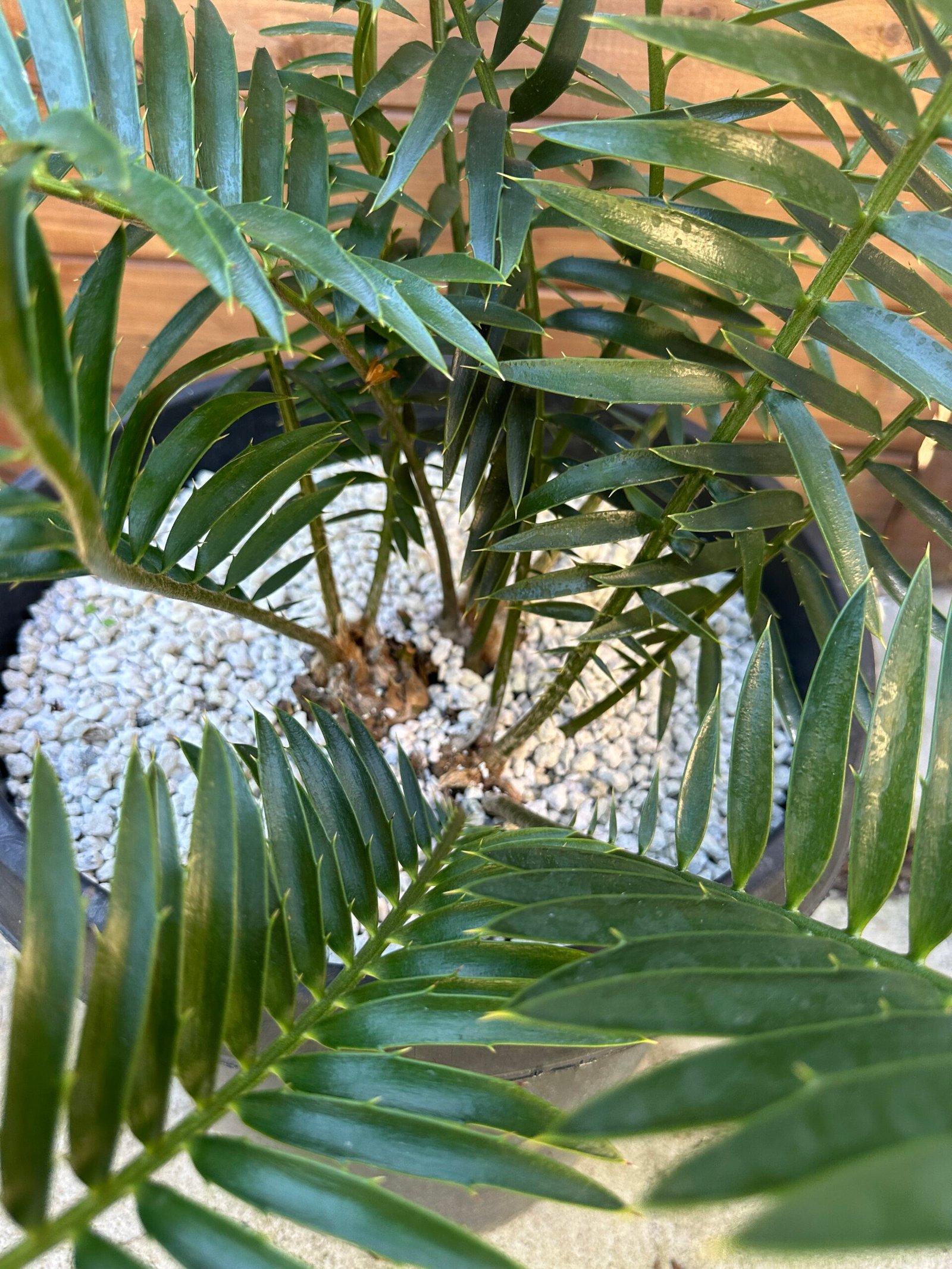 Encephalartos natalensis - Natal Giant Cycad - multiple caudex - Image 4