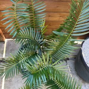 Encephalartos natalensis - Natal Giant Cycad - multiple caudex