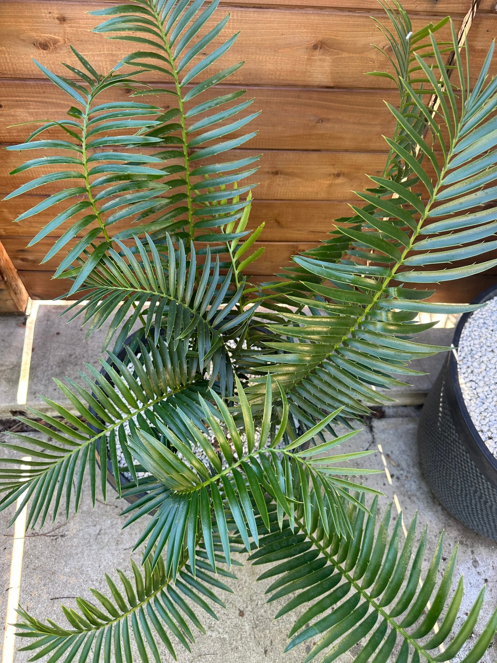 Encephalartos natalensis - Natal Giant Cycad - multiple caudex