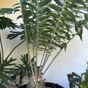 Encephalartos gratus - Mulanje Cycad - 8.5" caudex