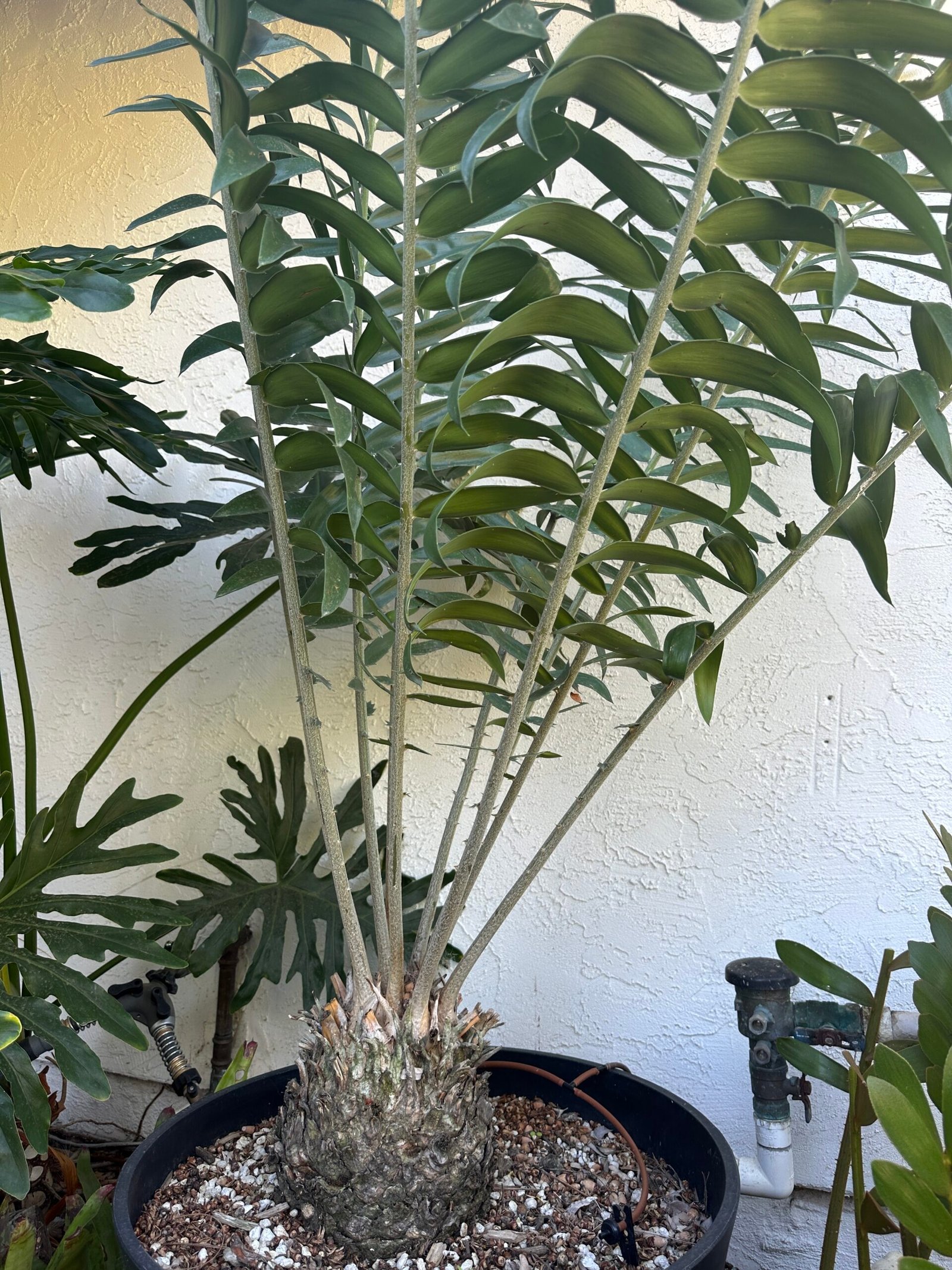 Encephalartos gratus - Mulanje Cycad - 8.5" caudex