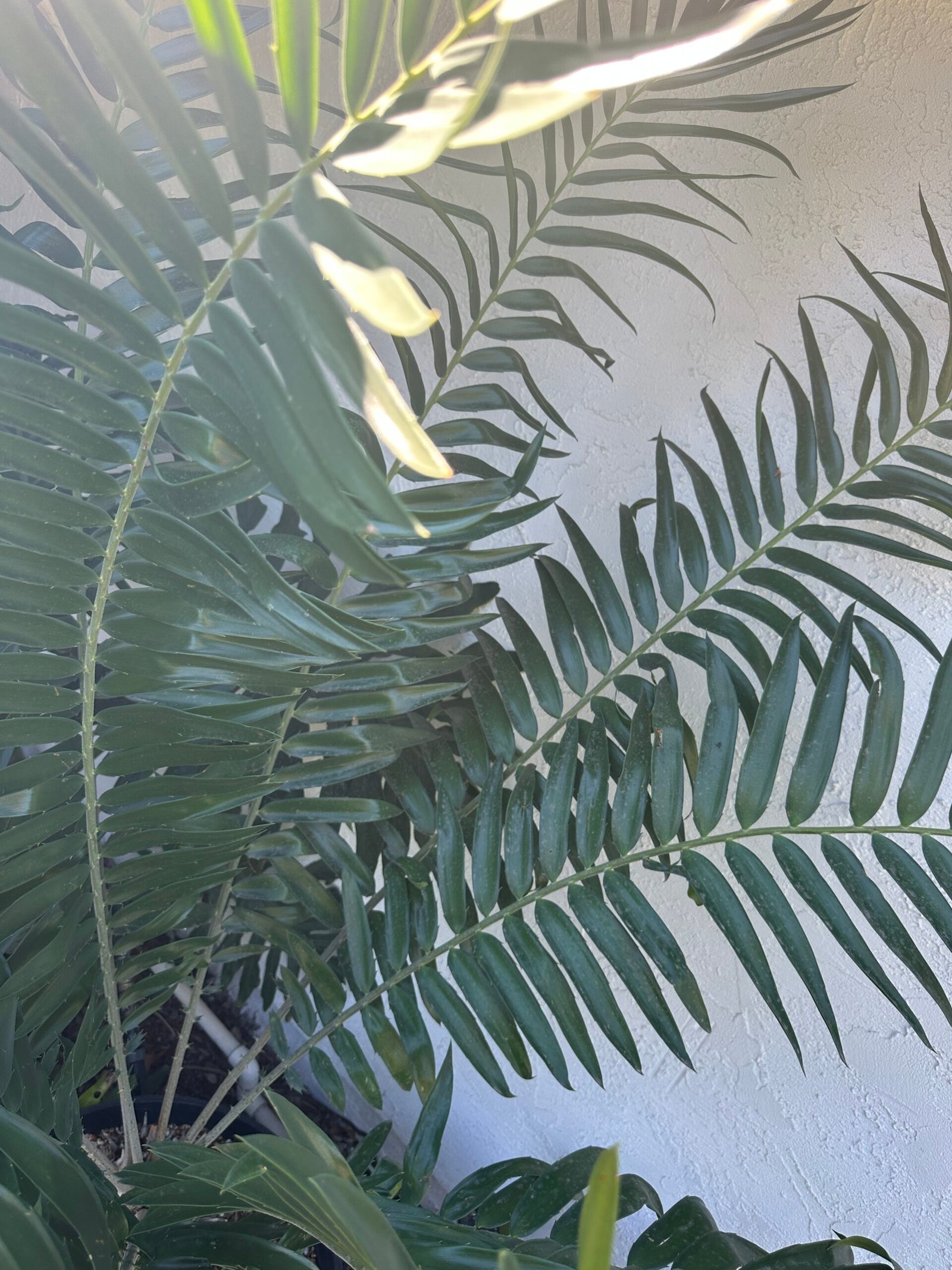 Encephalartos gratus - Mulanje Cycad - 8.5" caudex - Image 3