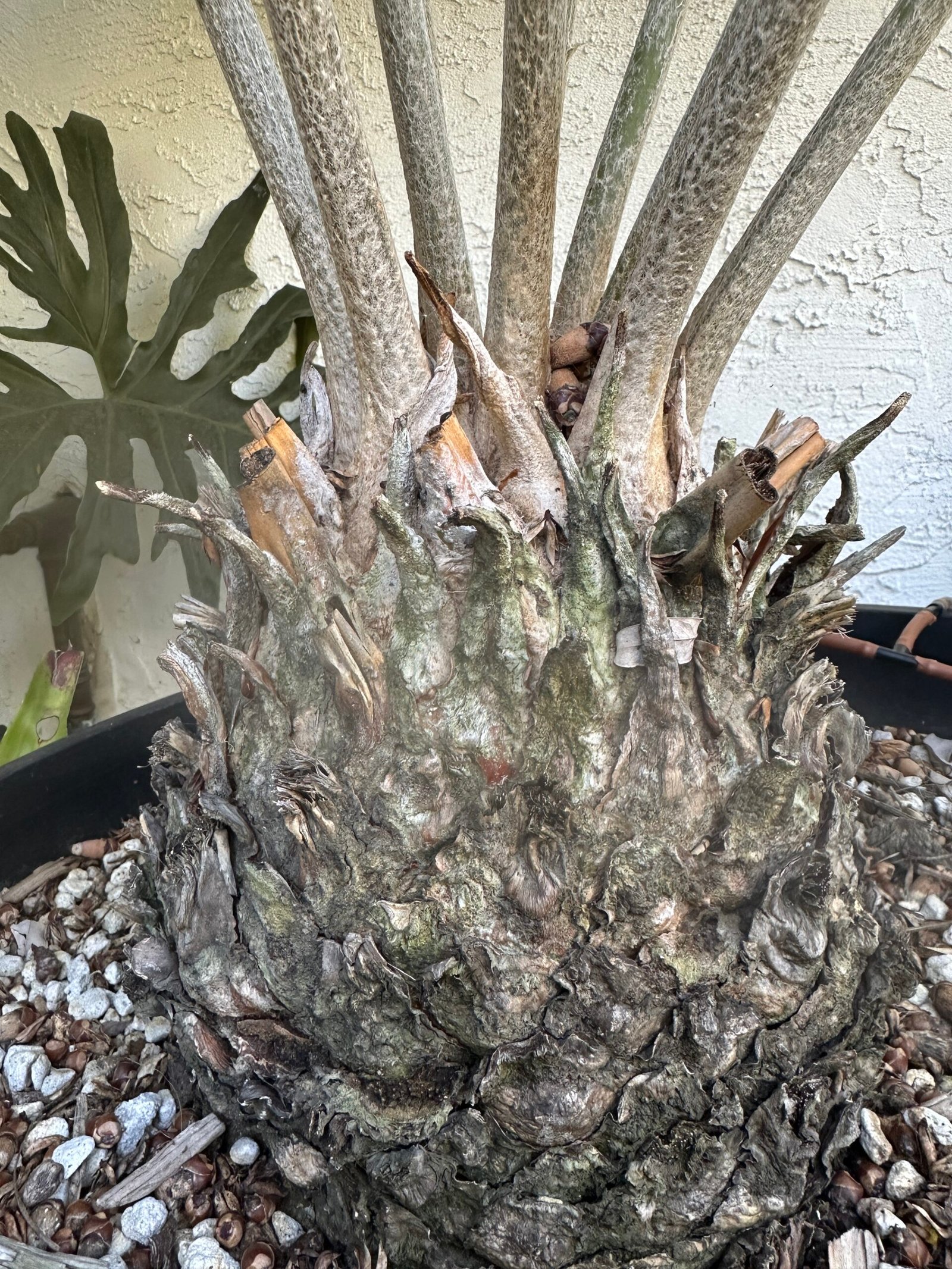 Encephalartos gratus - Mulanje Cycad - 8.5" caudex - Image 4