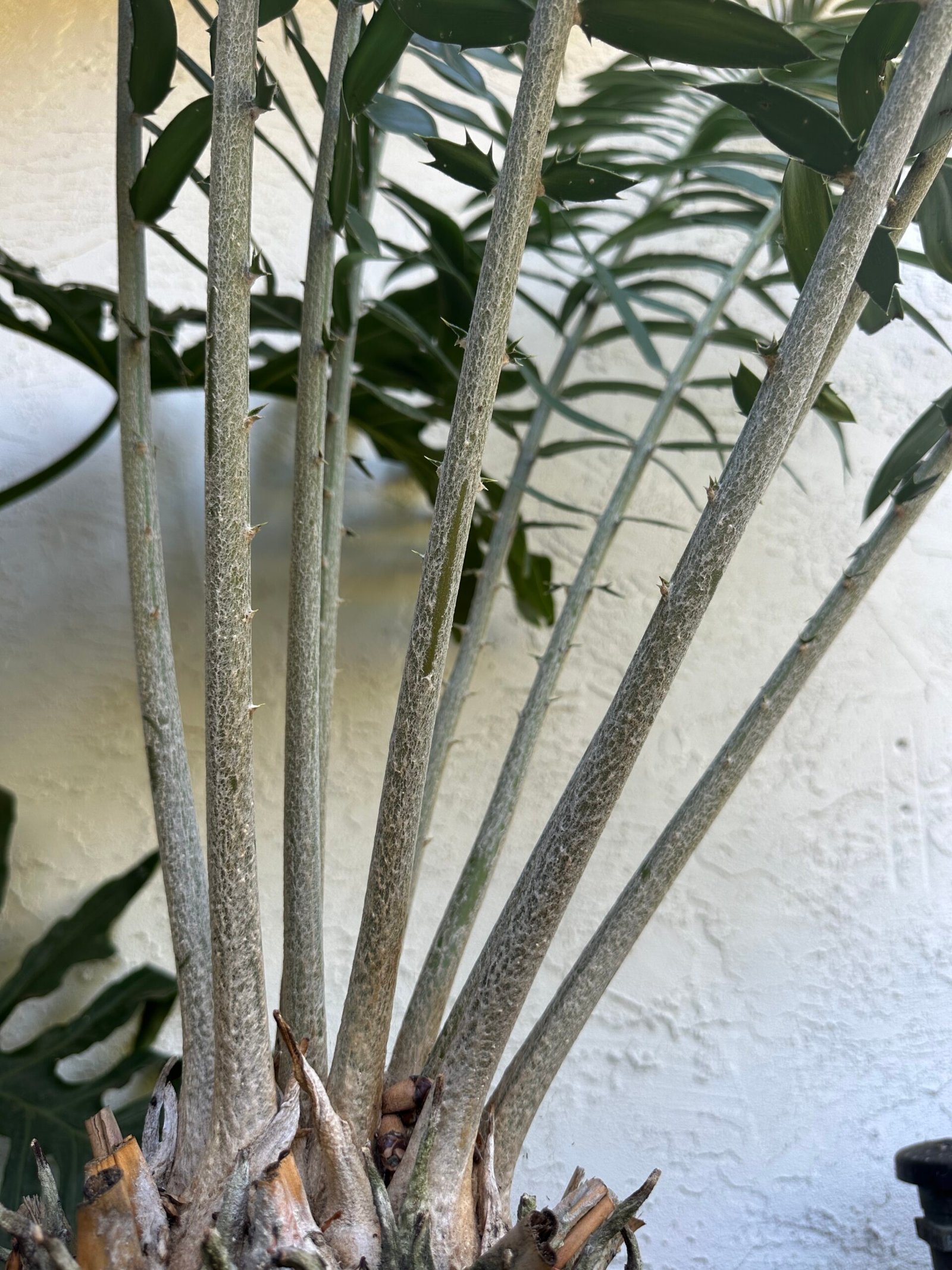 Encephalartos gratus - Mulanje Cycad - 8.5" caudex - Image 5