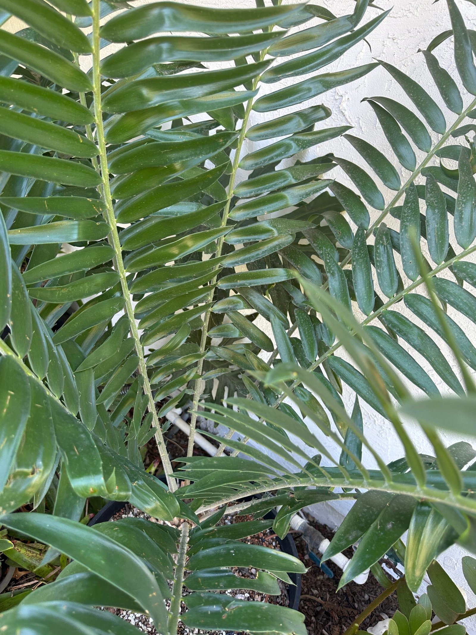 Encephalartos gratus - Mulanje Cycad - 8.5" caudex - Image 6
