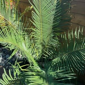Cycas revoluta x debaoensis - 6" caudex (female)