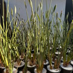 Strelitzia juncea - narrow leaf bird of paradise - large 5 gallon