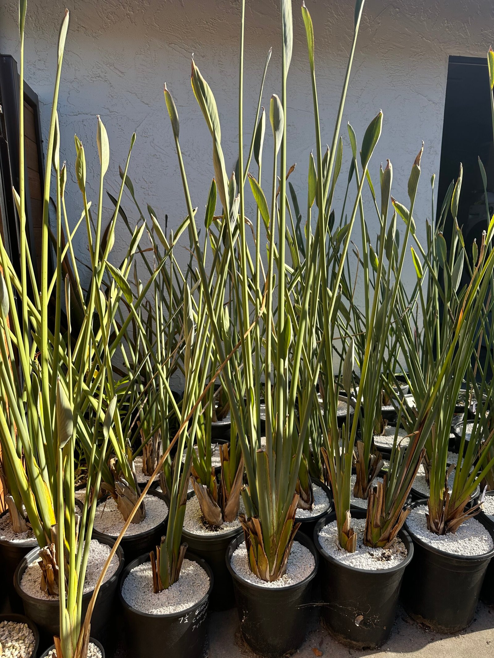 Strelitzia juncea - narrow leaf bird of paradise - large 5 gallon