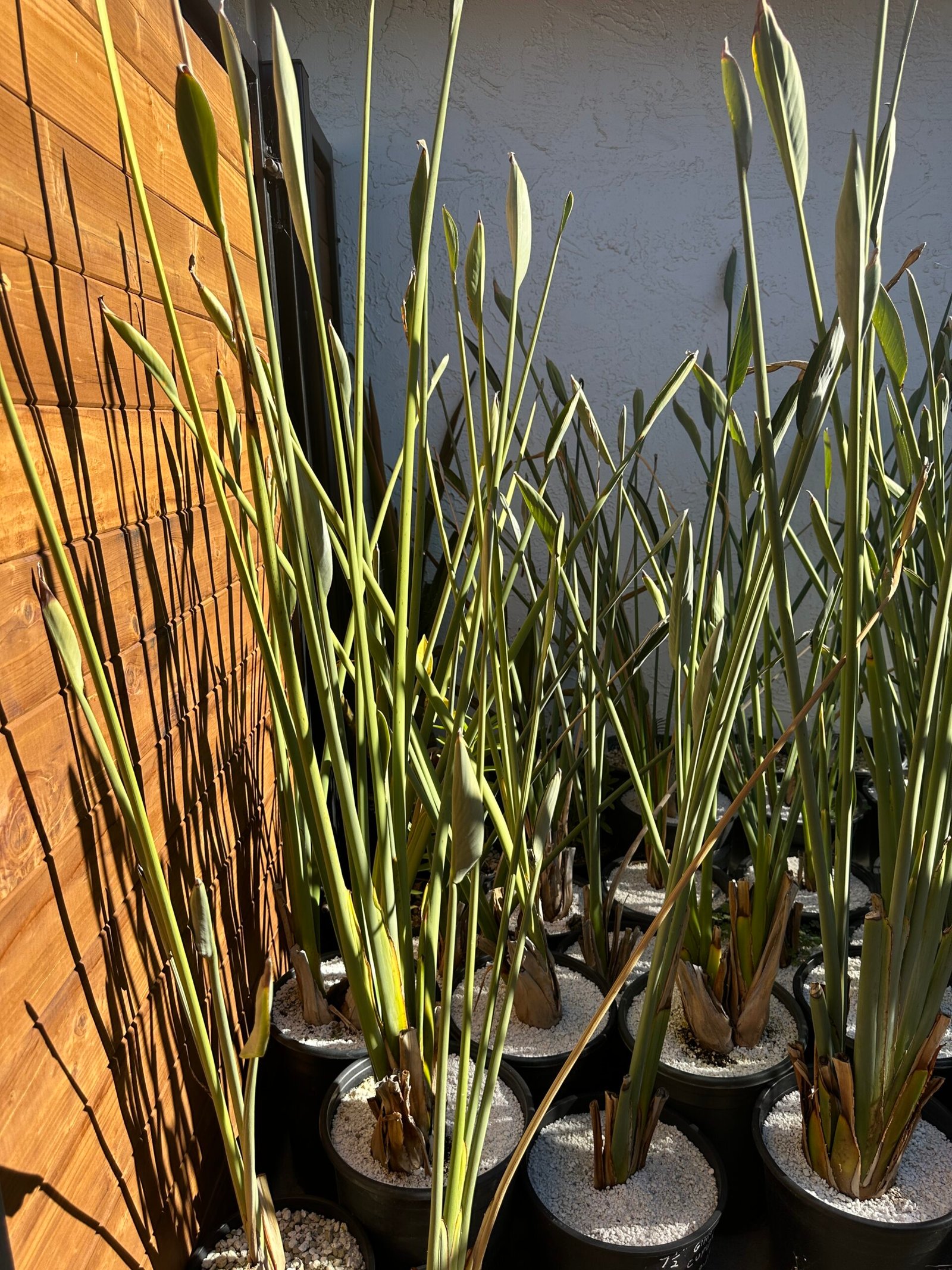 Strelitzia juncea - narrow leaf bird of paradise - large 5 gallon - Image 4