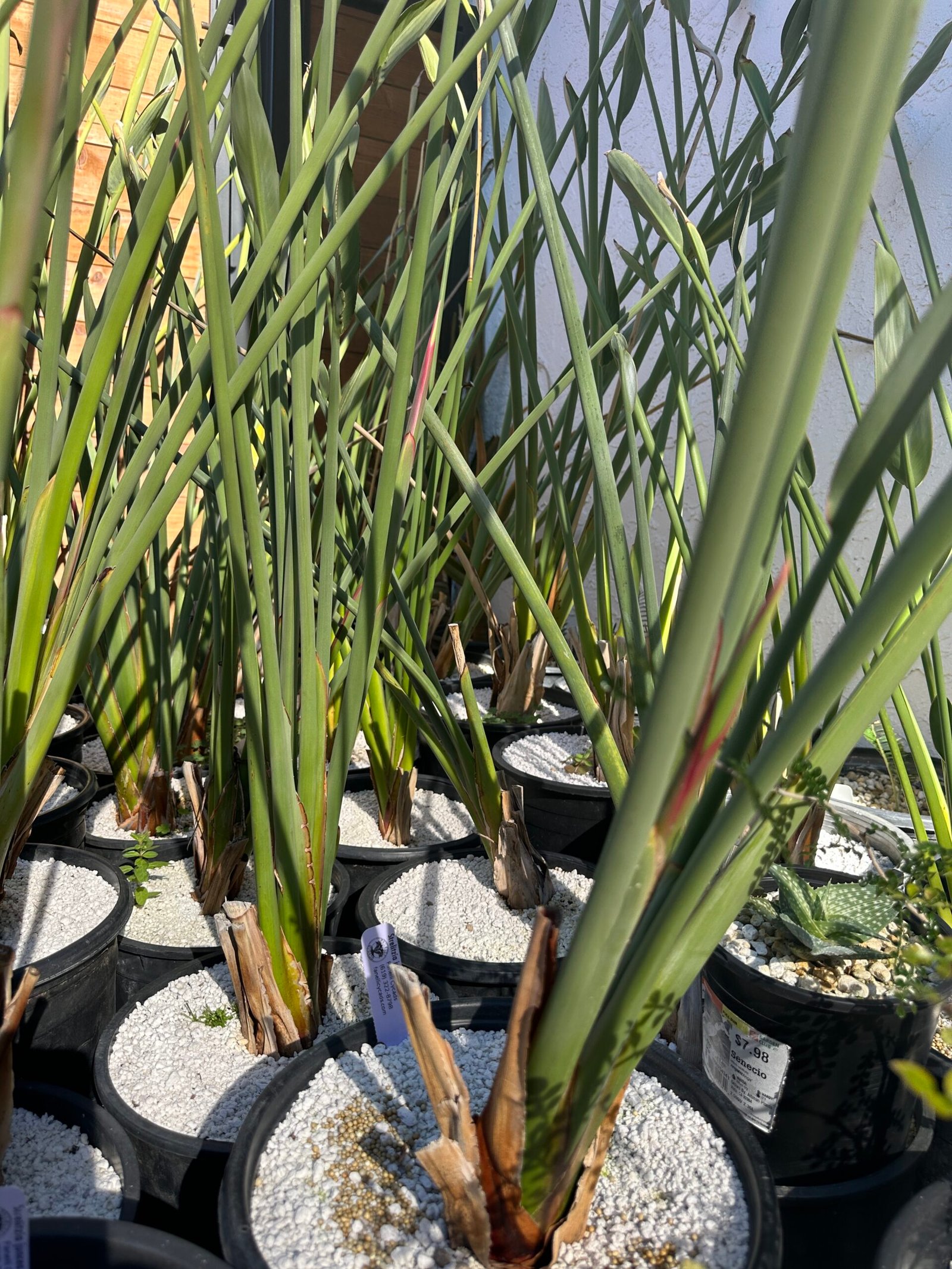 Strelitzia juncea - narrow leaf bird of paradise - large 5 gallon - Image 3