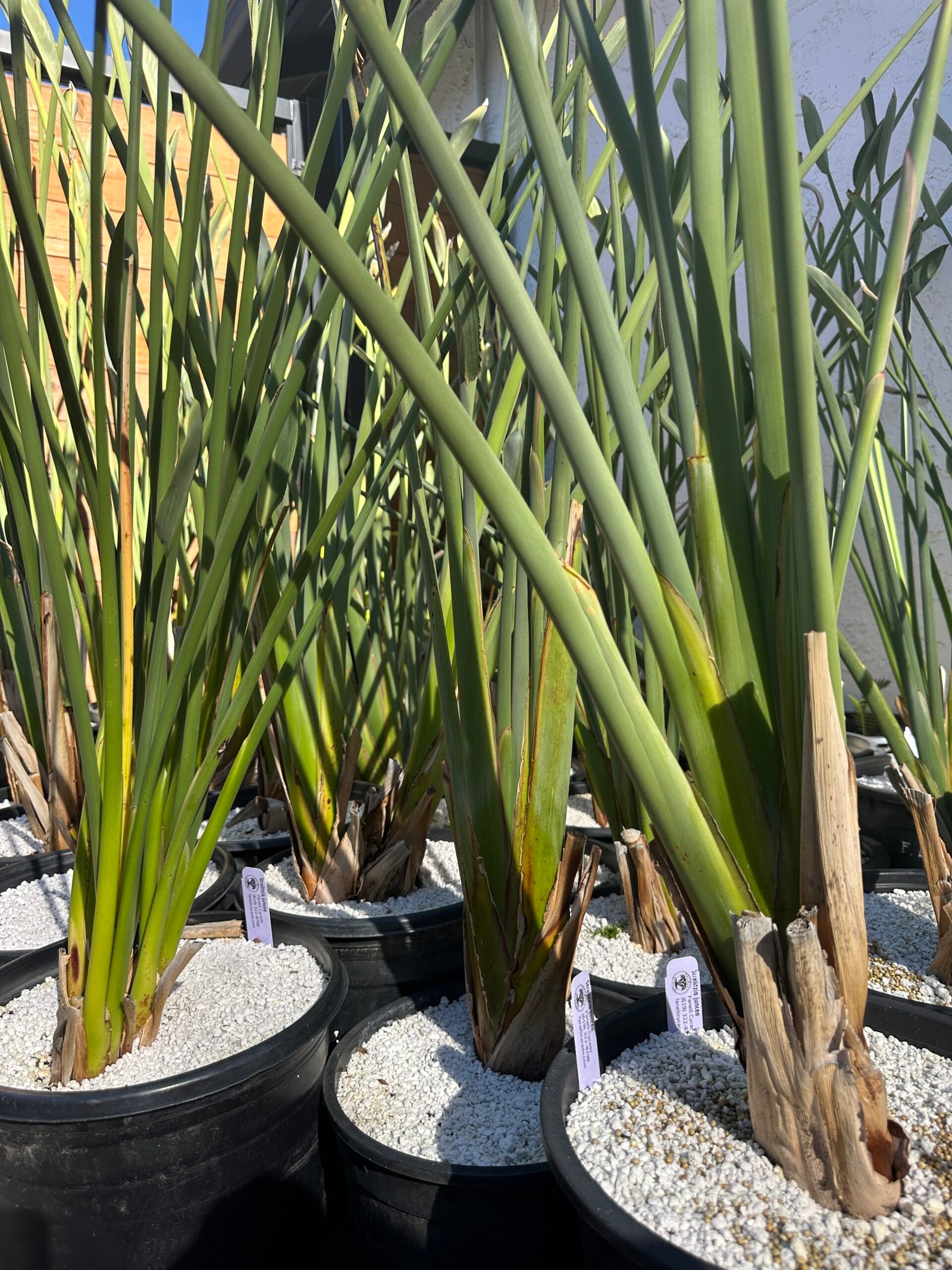 Strelitzia juncea - narrow leaf bird of paradise - large 5 gallon - Image 2