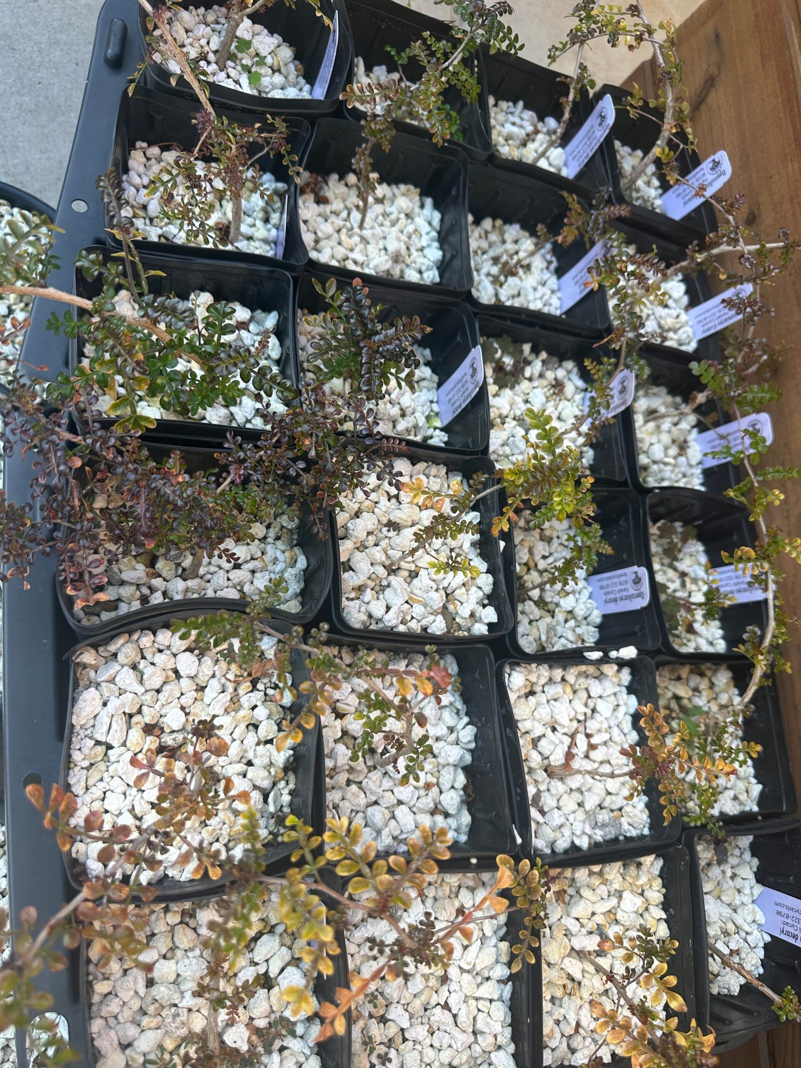 Operculicarya decaryi - 1 year old