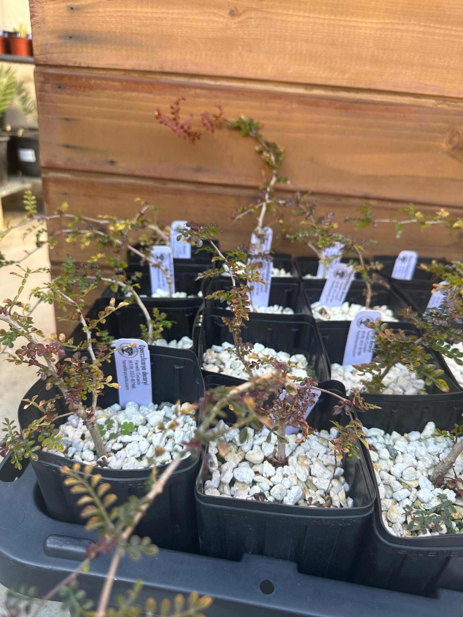 Operculicarya decaryi - 1 year old - Image 4