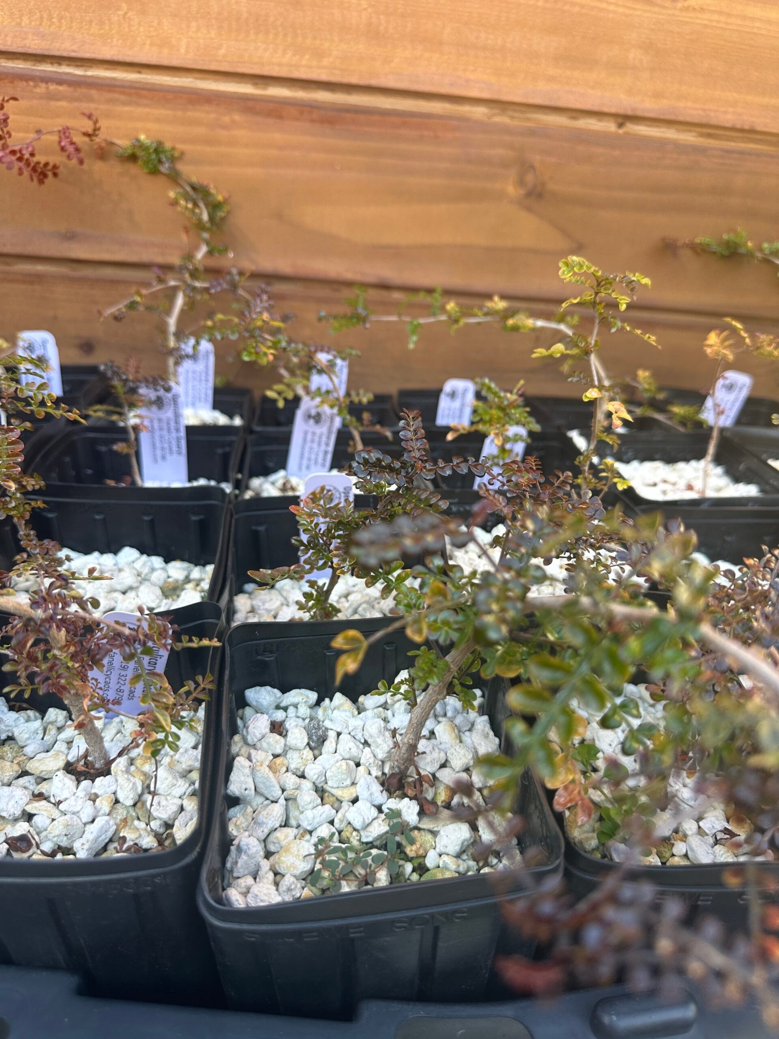 Operculicarya decaryi - 1 year old - Image 2