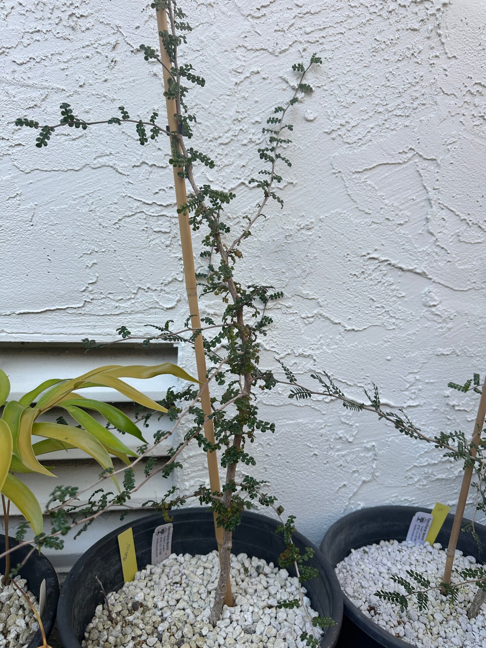 Operculicarya decaryi - 3 years old - Image 2