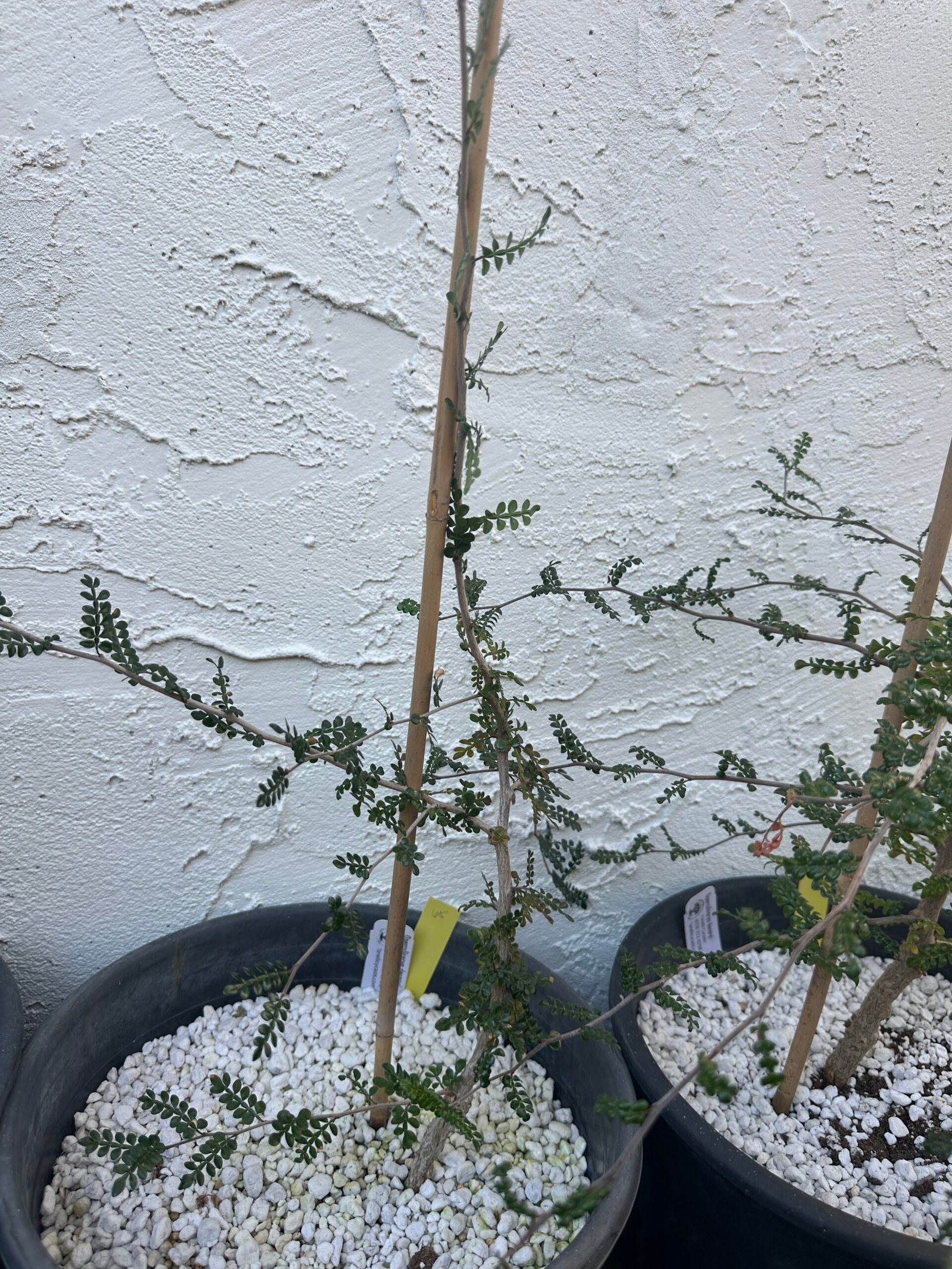 Operculicarya decaryi - 3 years old - Image 9