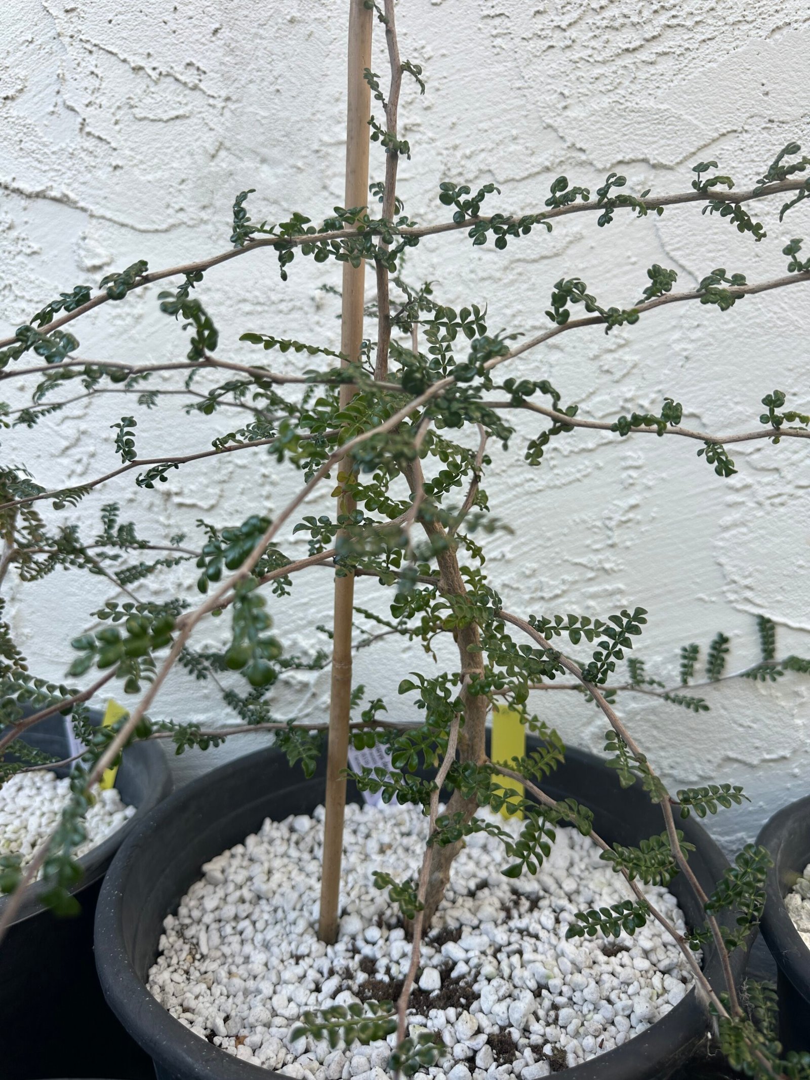 Operculicarya decaryi - 4 years old - Image 3