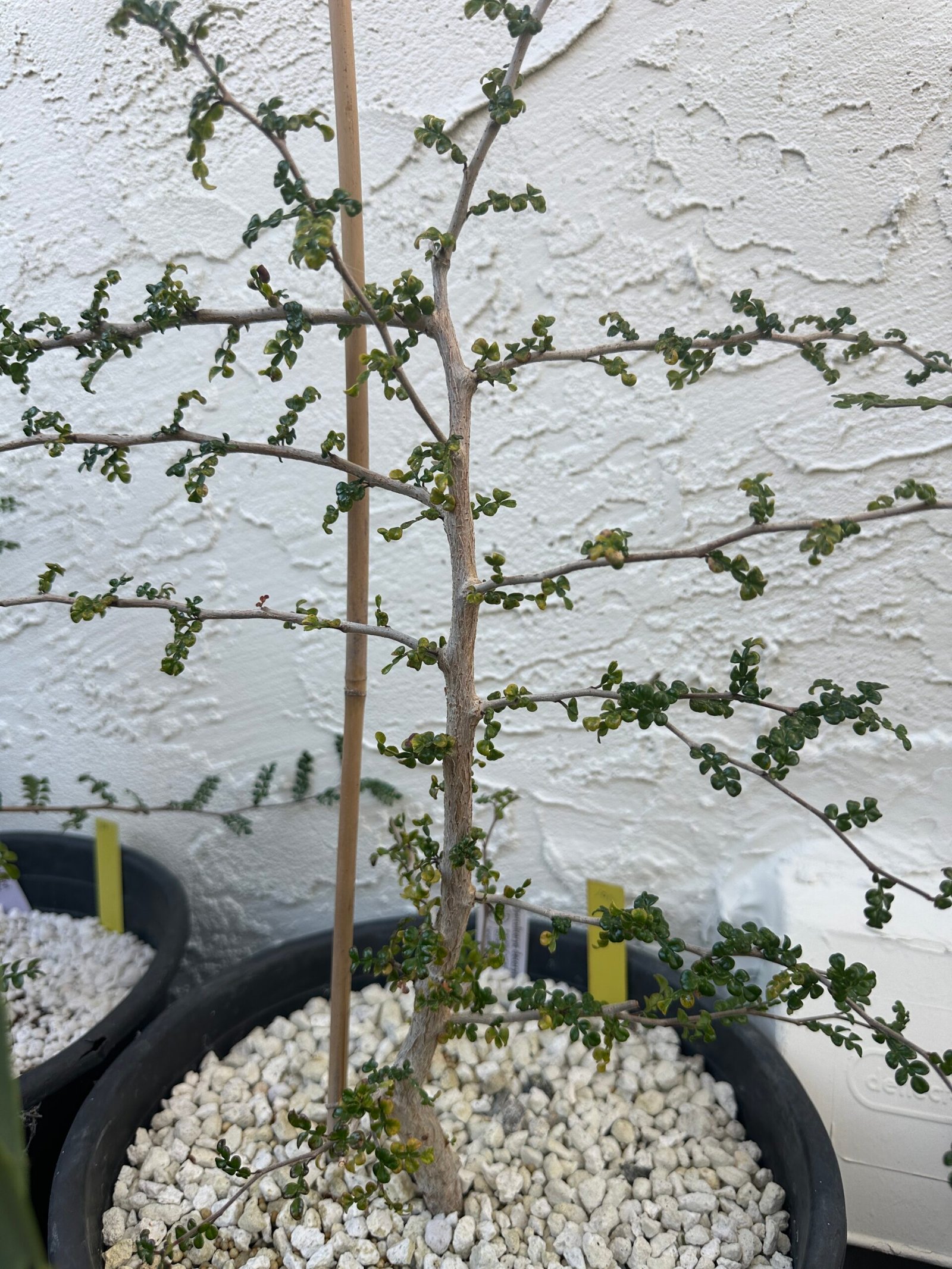 Operculicarya decaryi - 4 years old