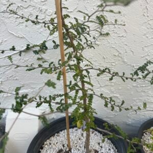 Operculicarya decaryi - 3 years old