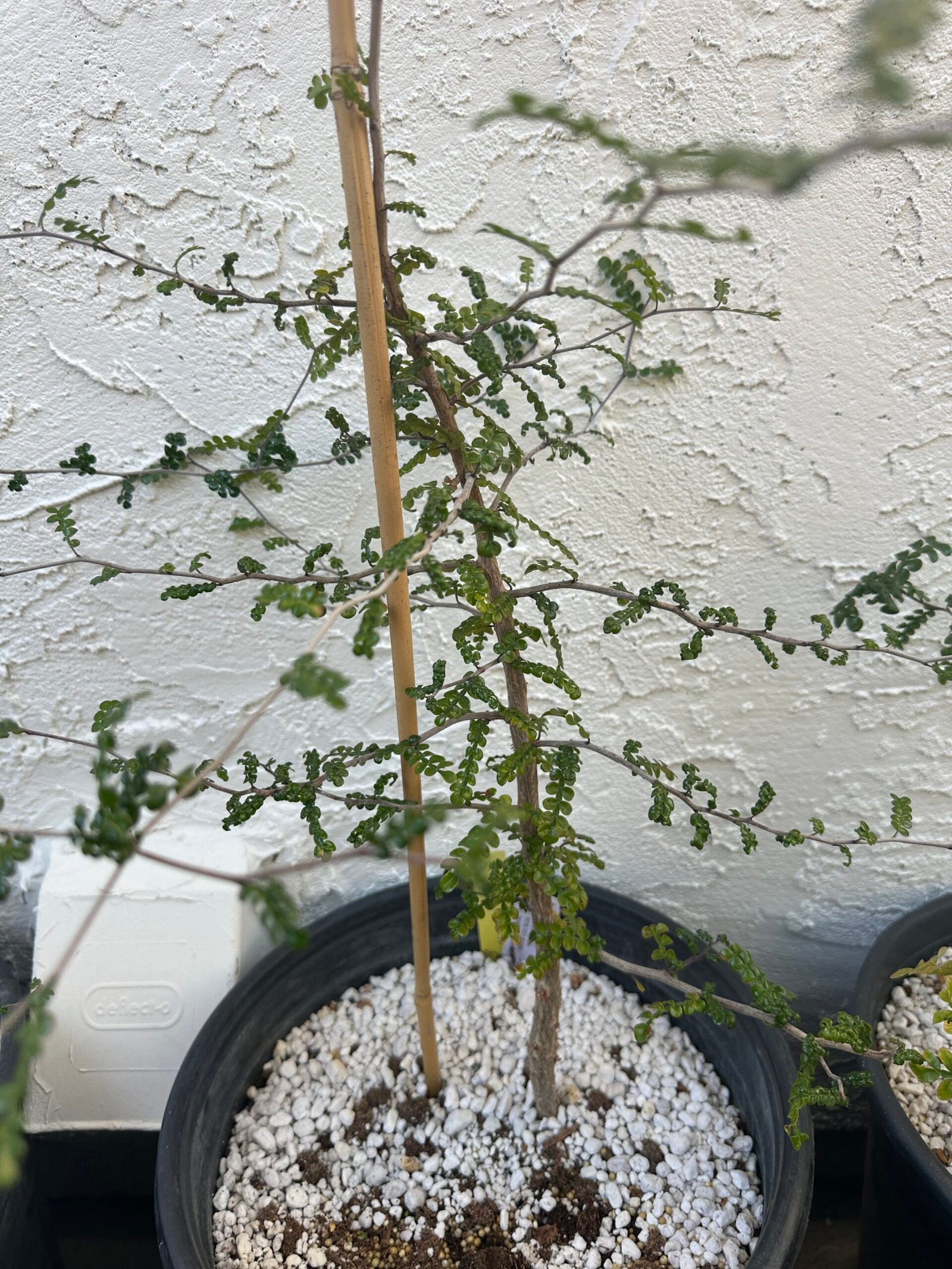 Operculicarya decaryi - 3 years old