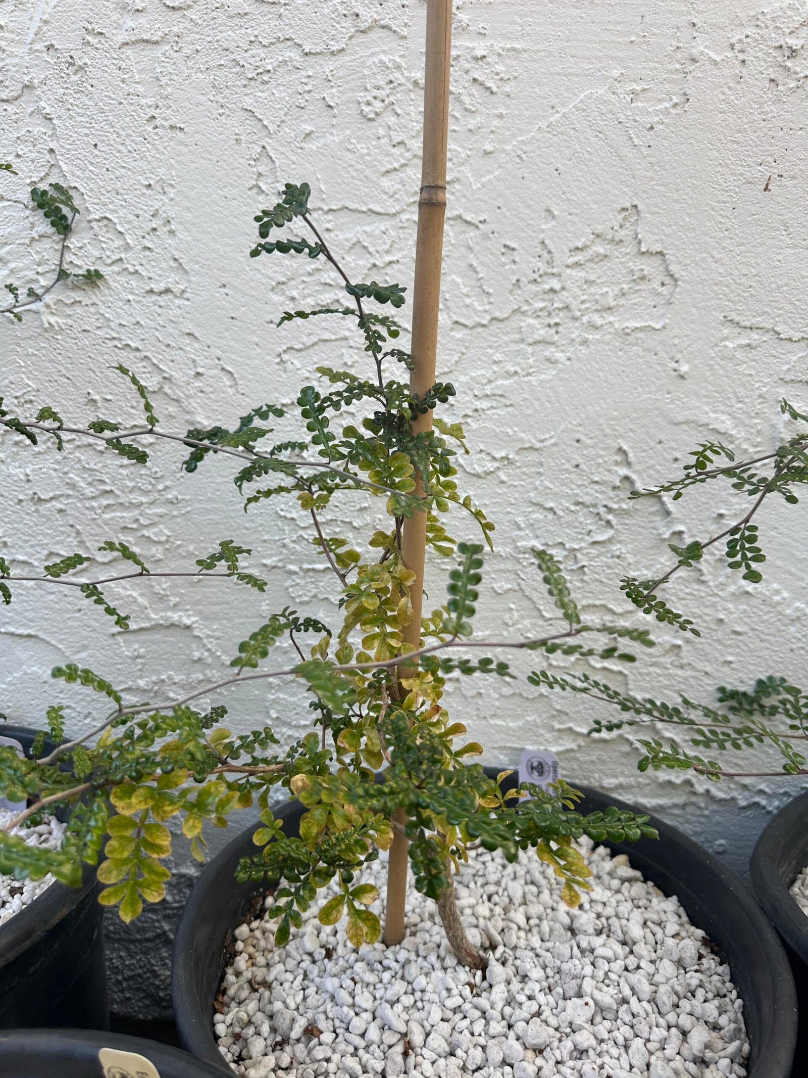 Operculicarya decaryi - 3 years old - Image 7