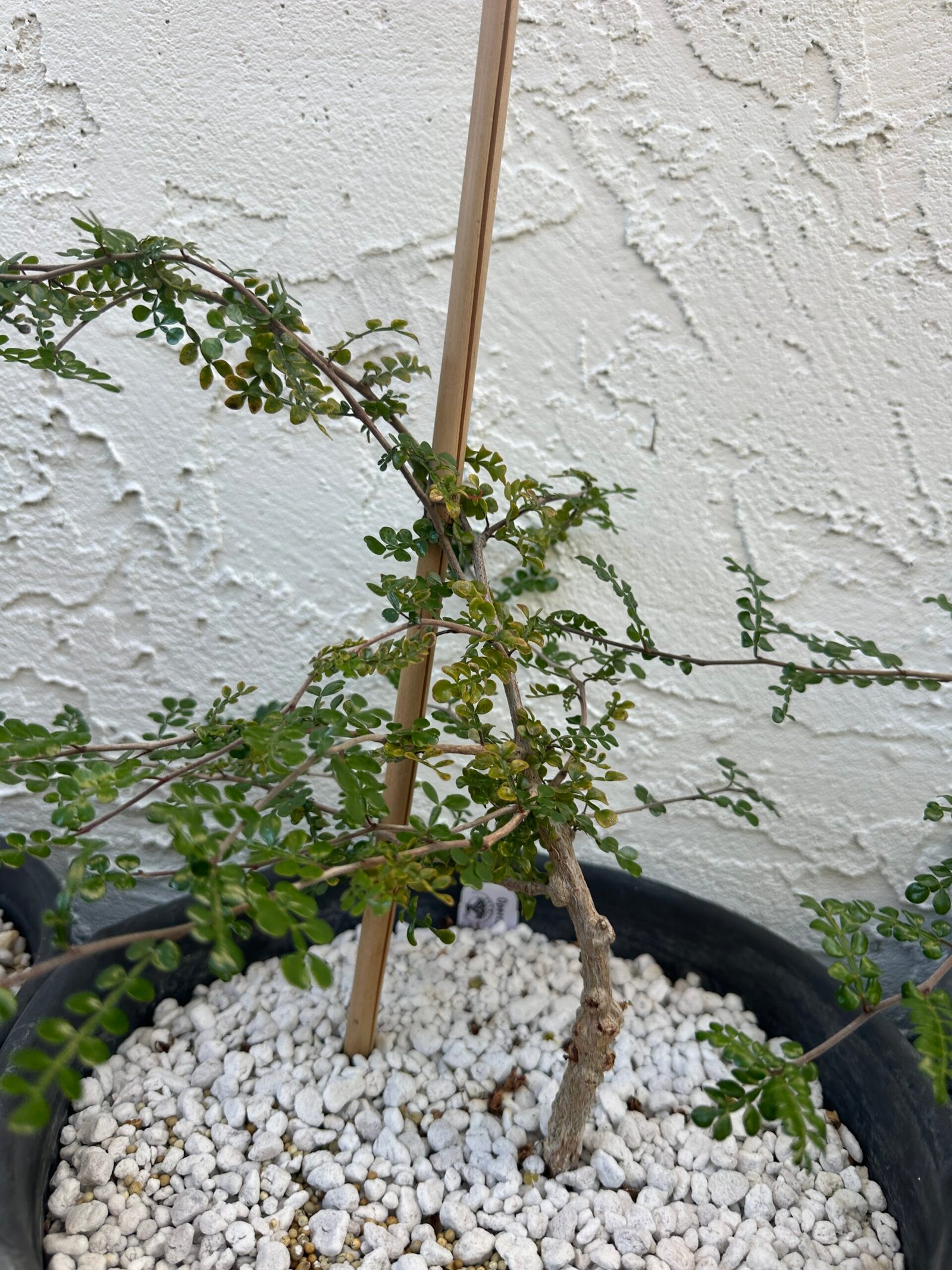 Operculicarya decaryi - 3 years old - Image 6