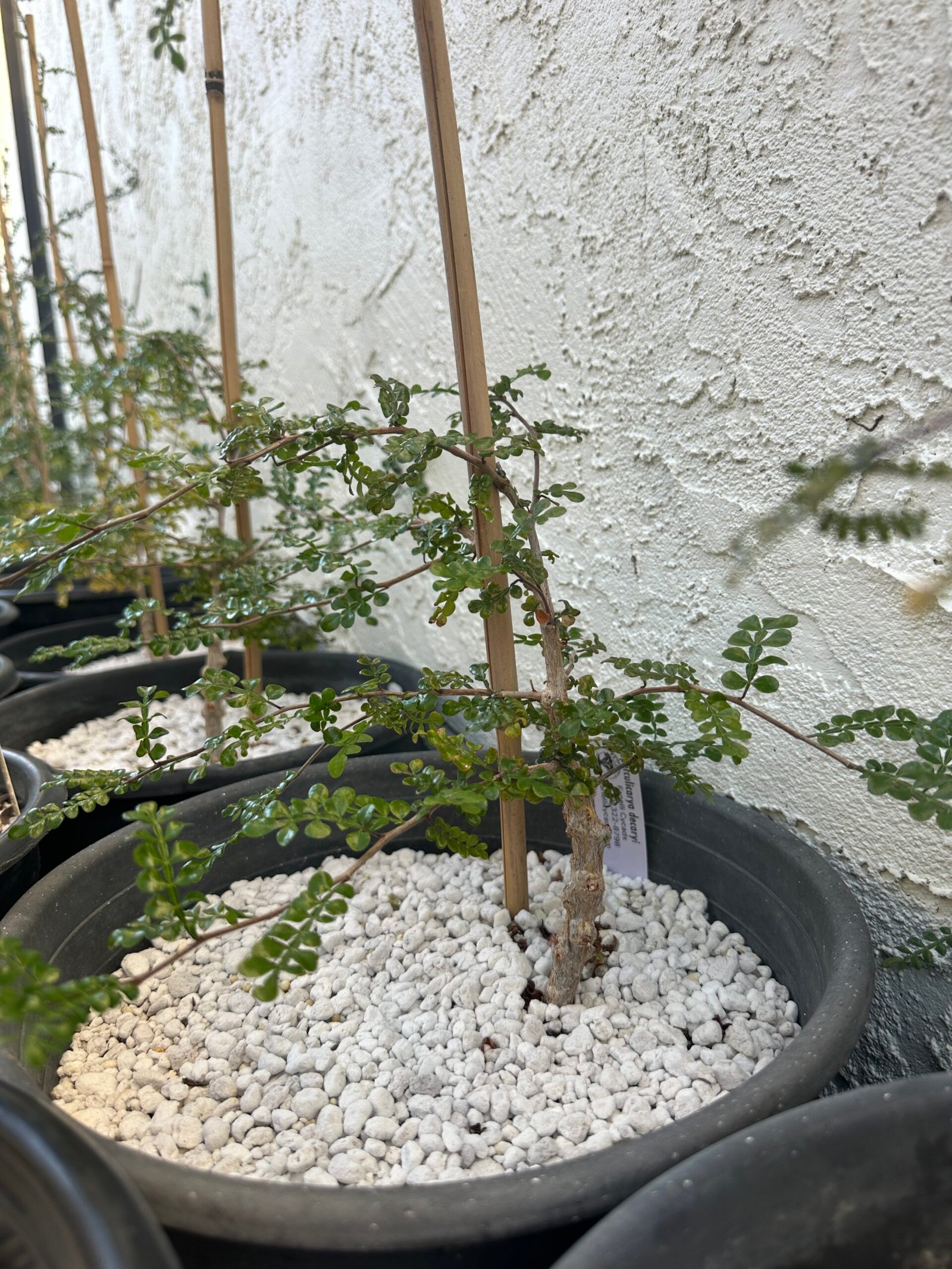 Operculicarya decaryi - 3 years old - Image 5