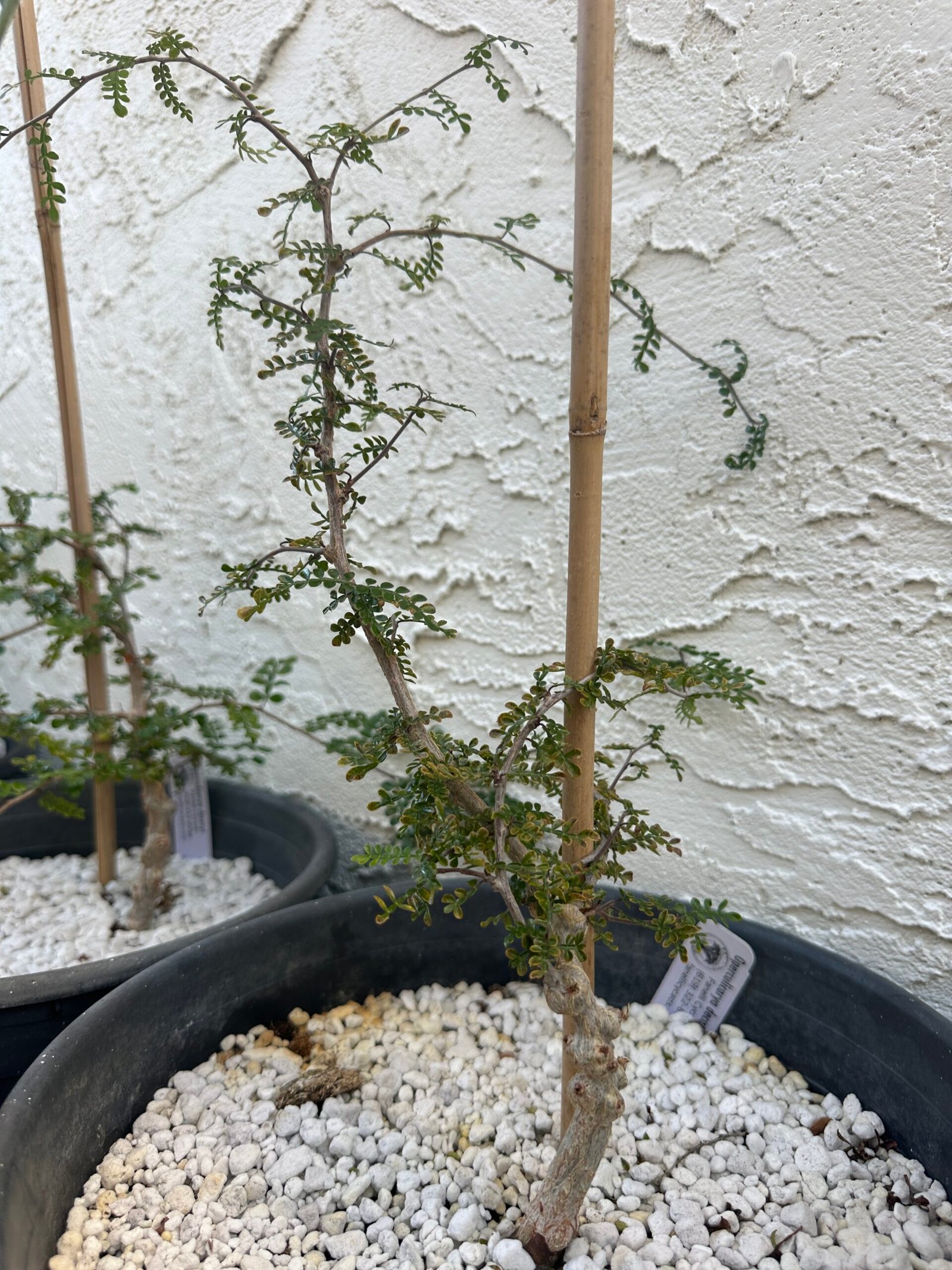 Operculicarya decaryi - 3 years old - Image 4