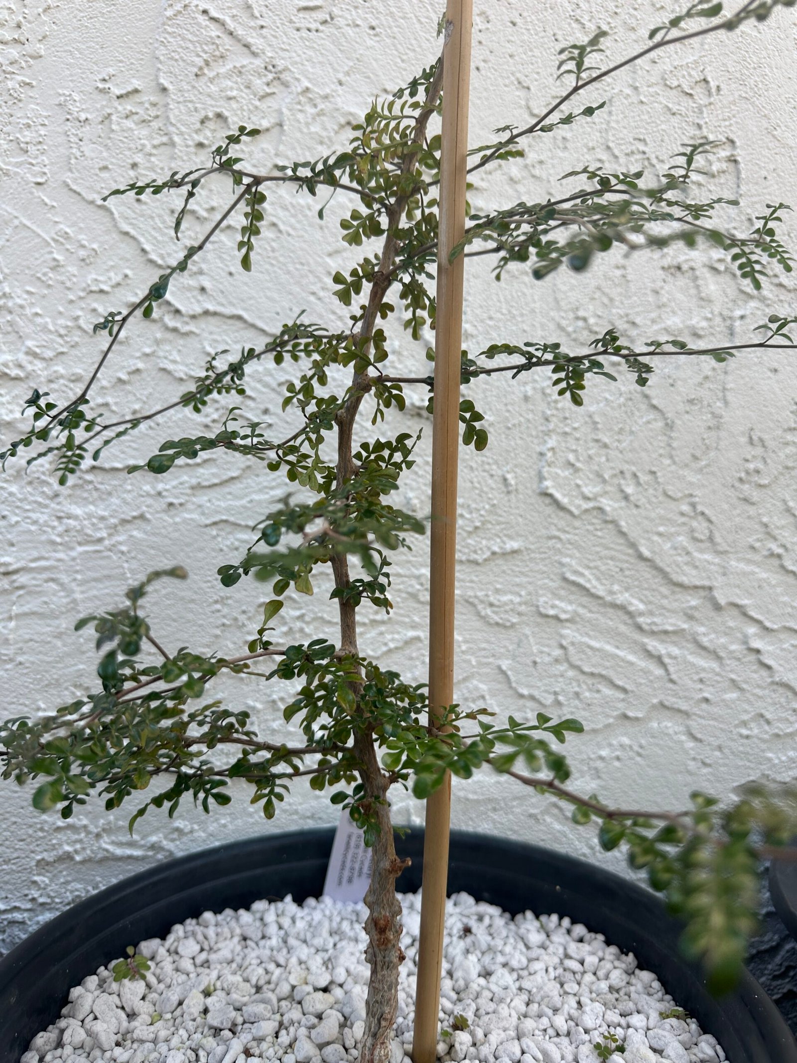 Operculicarya decaryi - 3 years old - Image 3