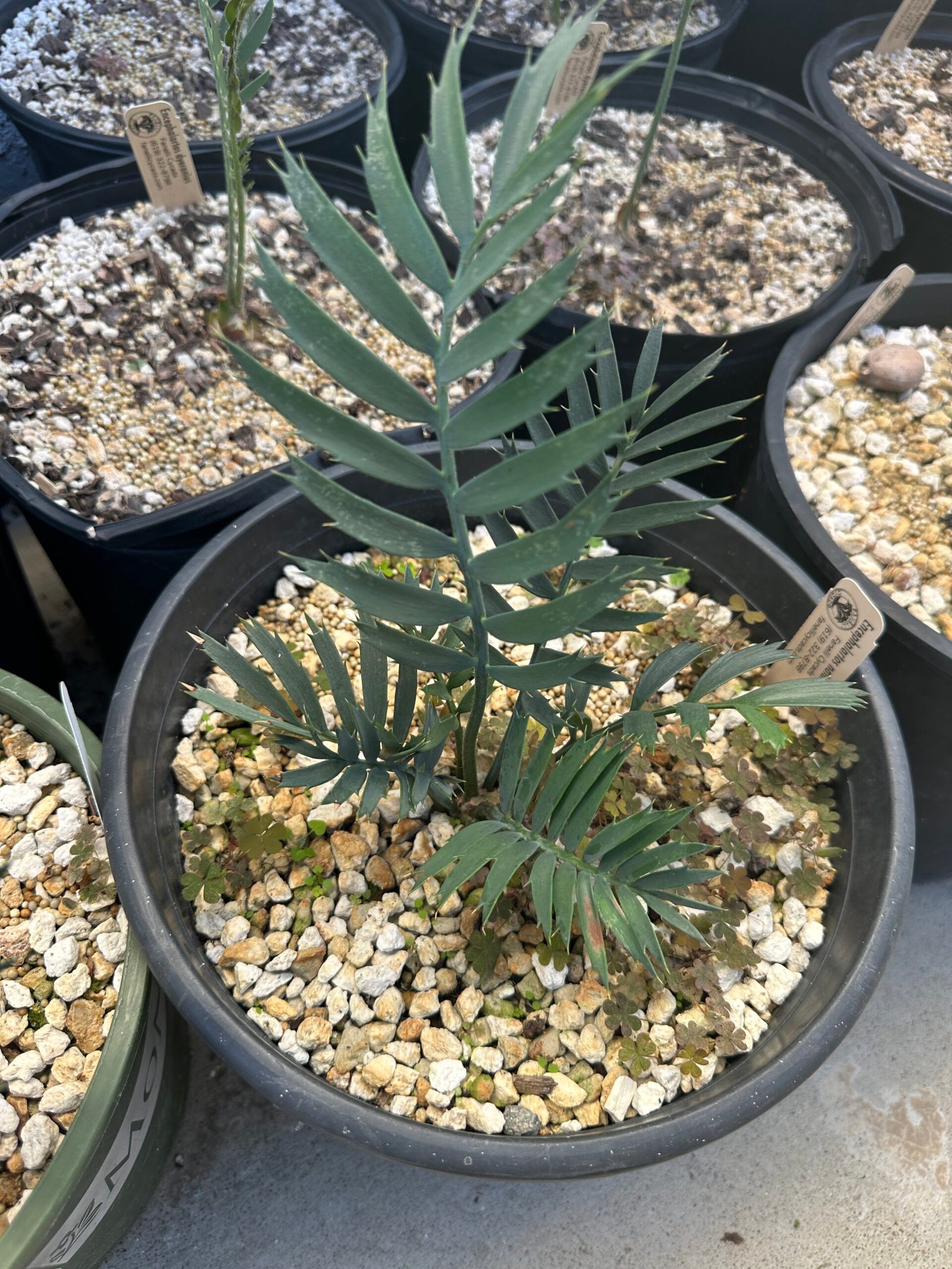 Encephalartos natalenis x horridus X trispinosis (dwarf) - Blue Hybrid - 1" caudex - Image 13