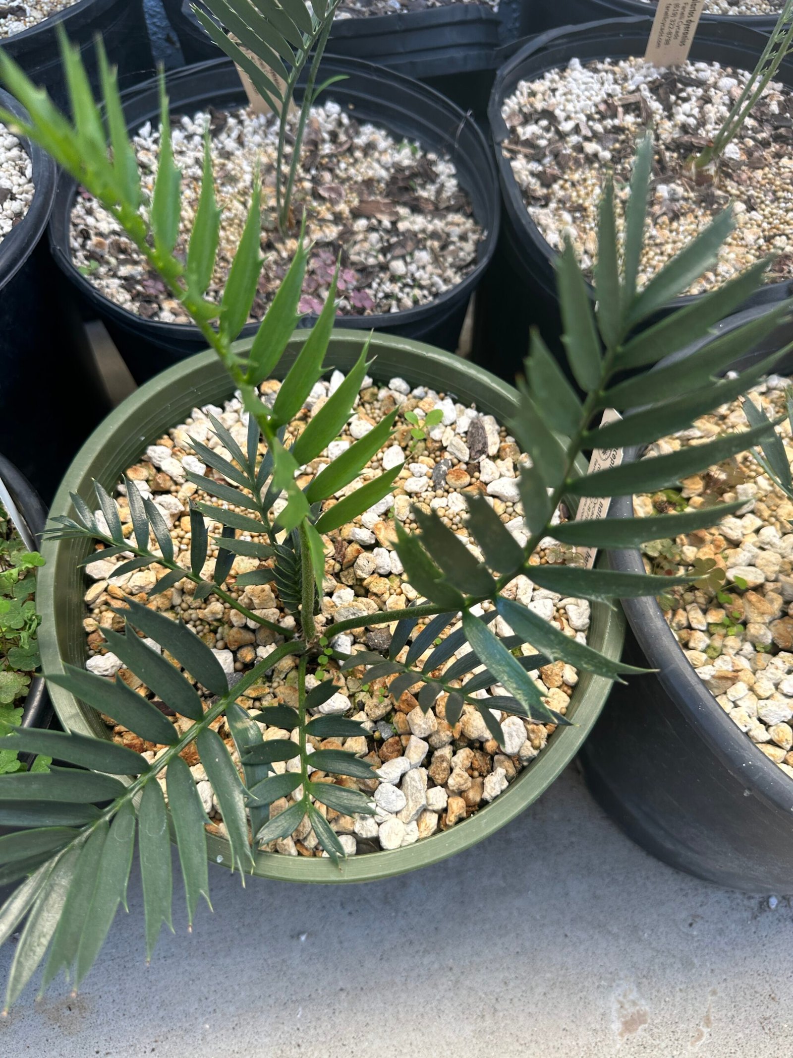 Encephalartos natalenis x horridus X trispinosis (dwarf) - Blue Hybrid - 1" caudex - Image 14